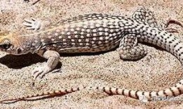 8月神奇动物爆料最新,神秘生物齐聚，奇幻世界再掀波澜